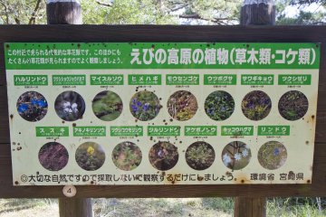 Seasonal flowers of Ebino Kogen