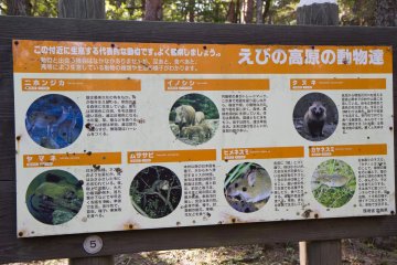 Watch for animals in the park