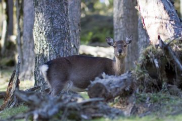 A deer, or shika, came very close to the path in the late afternoon