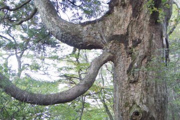 One of the peculiar trees near Rokukannon Shrine