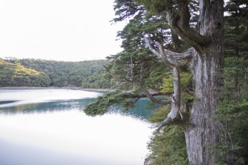 Rokukannon Pond