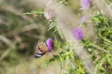 A butterfly visits thistle flowers near Fudou Pond
