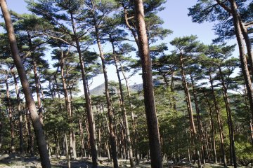 Soon you'll be in the pine forest