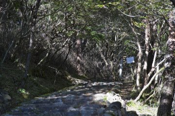 <p>Early on in the hike you enter the forest</p>