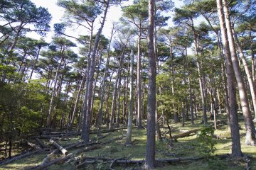 <p>Can you spot the deer?</p>
