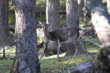 <p>Two deer approached within a short distance of the path here during late afternoon</p>