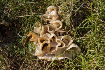 <p>I hadn't recalled ever seeing this kind of mushroom before</p>
