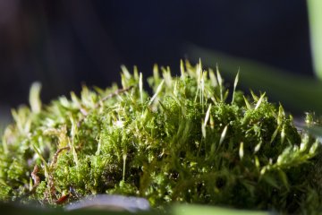 <p>A mixture of mosses viewed close up</p>