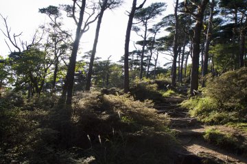 <p>This diversion from the main path leads up toward Mt. Shiratori for an overview; as the canopy opens up, you'll find more miyama kirishima, or Kyushu azaleas</p>