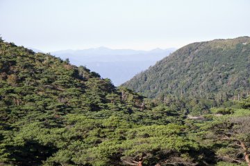 <p>The evergreen canopy in the late afternoon sun</p>