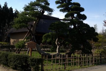 Pohon pinus Yudagawa di depan rumah bersejarah