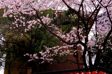 <p>Early cherry blossoms in full bloom</p>