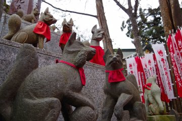 <p>Attendant foxes</p>