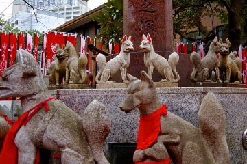 <p>Each fox has its own unique expression</p>