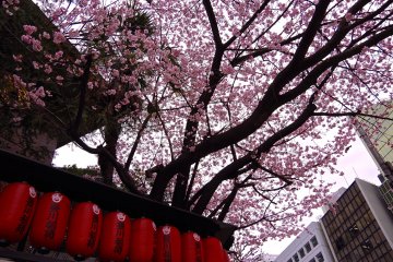 <p>Red lanterns and cherry blossoms</p>