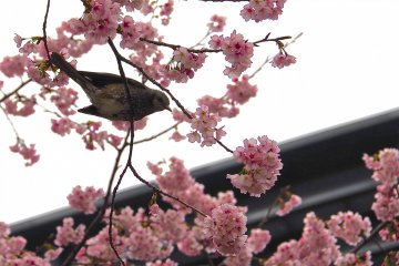 <p>Bird playing around the flowers</p>