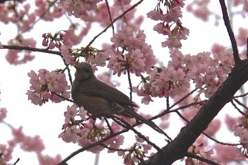 <p>Is he eating the flowers?</p>