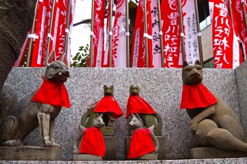 <p>Pairs of foxes</p>