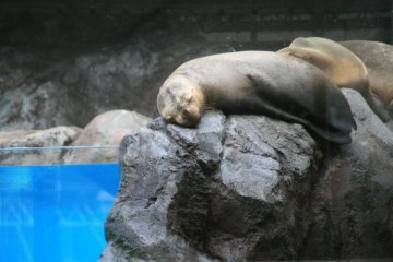 Enjoying the sunshine and a snooze by the pool...