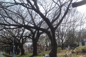 <p>Blue sheet under the buds; however, no flowers yet</p>