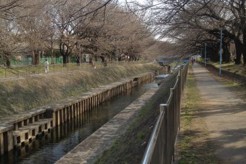 <p>Buds, no blooms yet, along the Zempukuji River, but it will soon be a wonderful sakura tunnel</p>