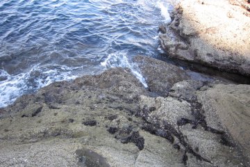 <p>You can go down to the rocky shore from the park</p>