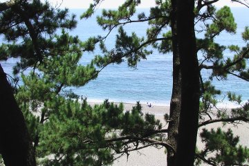 Japanese pine trees with Katsura Beach in the backdrop