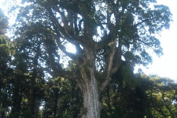 <p>Sacred cedar tree is 37m tall!</p>