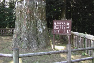 <p>Sign says it's 800 years old</p>