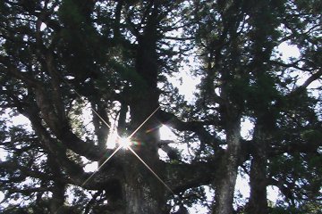 <p>Sunbeam is streaming through branches</p>