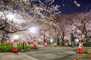 <p>Sumida Park illumination at night. It is quite crowded in evening; however, most visitors move on relatively soon and the place becomes quiet later on at night.</p>