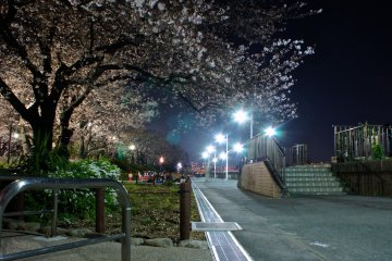 <p>Walking and jogging trail near the riverside of&nbsp;Sumida Park; this track on both sides of the river has very beautiful blossoms.</p>