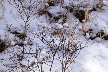 snow flowers