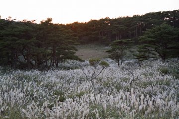 Susuki, pinus merah Jepang membuat pemandangan di sana bersinar saat senja