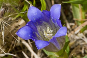 Rindo, atau gentian Jepang (Gentiana scabra), mekar di sini dari bulan September hingga November