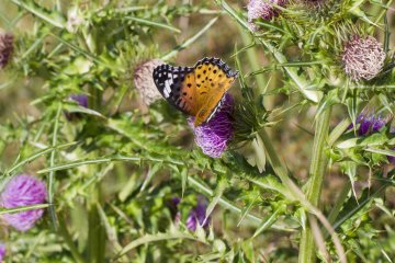 Thistle juga umum terlihat di dekat kolam, untuk kesenangan kupu-kupu
