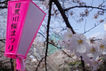 <p>There is light illumination at night along Meguro River, the sakura is within your arm's reach</p>