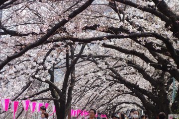 <p>Sakura tunnel along Meguro River ; )</p>