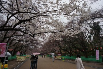 <p>Earlier in the morning, it is more peaceful at Ueno&nbsp;Park. There are large garbage bins all along the way, they are well prepared for the o-hanami event here.</p>