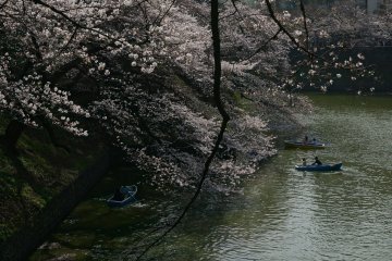 <p>At Chidorigafuchi, you can rent a boat to row to view the cherry blossom from the water</p>