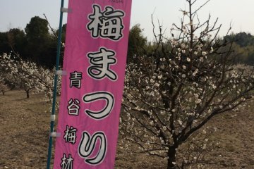 城陽青谷梅林