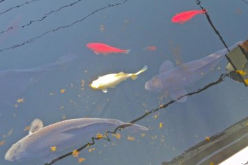 Colorful carp swim about in it!