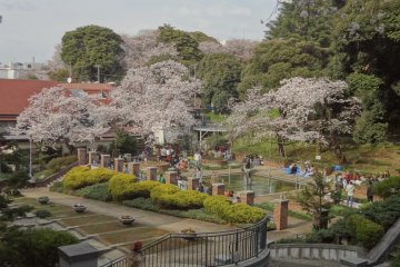 The park is truly lovely during cherry blossom season.
