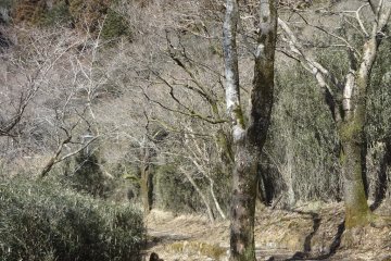 Inside the park.