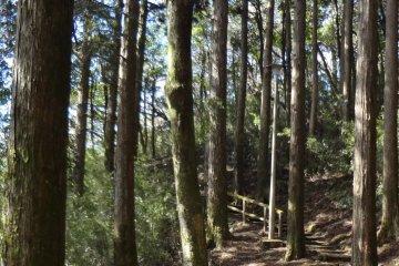 Path through the woods.