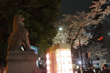 The lion statue outside&nbsp;Yasukuni Shrine surrounded by spring festival lanterns and cherry blossoms&nbsp;