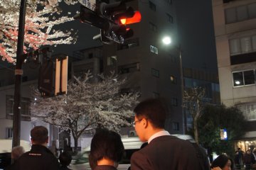 A couple on way back from a hard day's work find time to come to Kudanshita and enjoy the blossoms with the night-time light-up.