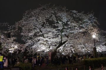 The tree outside the Indian embassy in Kudanshita is full in bloom and long lines of people walking by to enjoy the flowers.
