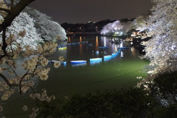 A long line of rowing boats lined up at Chidorigafuchi&nbsp;during the cherry blossom light-up. The green color of the water is also amplified by the lights specifically directed onto the water's surface.