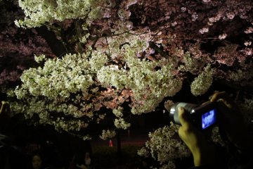 Cameras in action to catch the blossoms is a week long affair. It is this fleeting nature of the blossoms which gives it the importance.